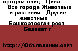  продам овец › Цена ­ 100 - Все города Животные и растения » Другие животные   . Башкортостан респ.,Салават г.